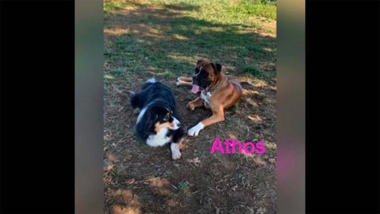 Brenda il cane di Elena con il suo amico Athos