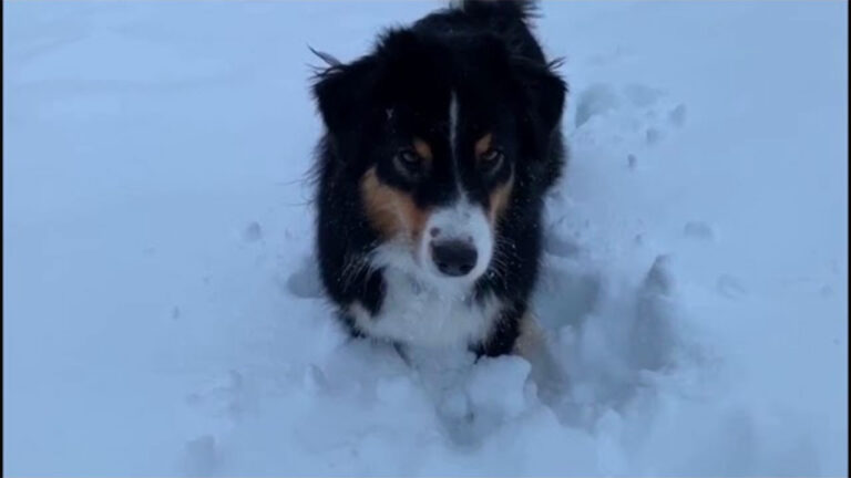 Brenda il cane di Elena nella neve