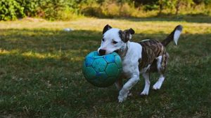 Un cagnolino con un pallone sgonfio in bocca