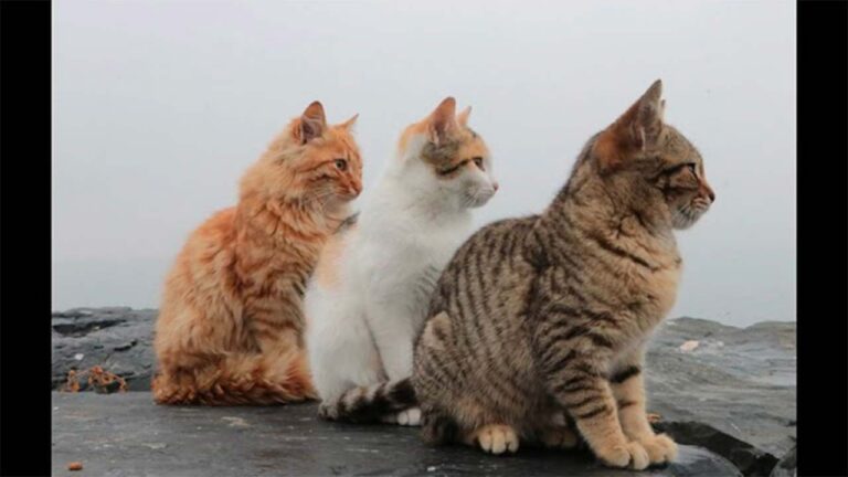Tre gatti seduti
