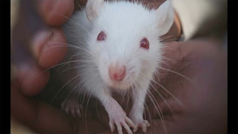 Un topolino bianco